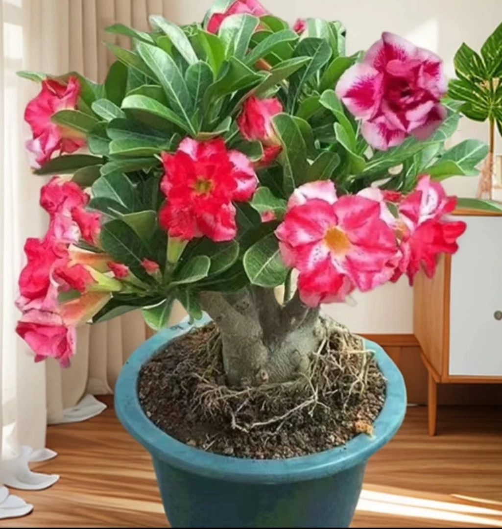 【3年老桩】重瓣沙漠之花天宝花富贵花耐寒耐热多年生