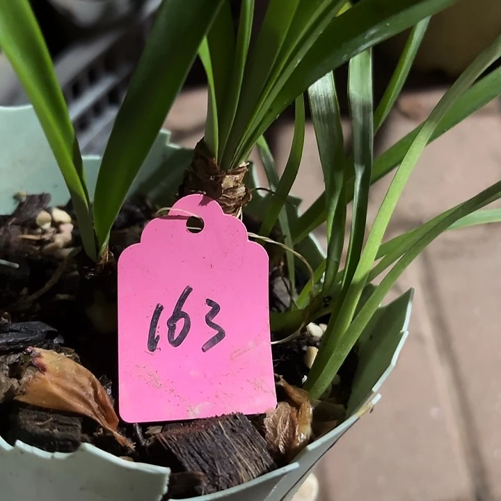 无花朵朱顶红163小花型3+5侧