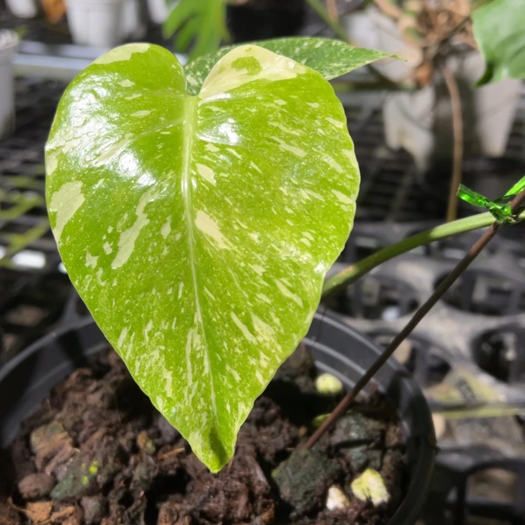 完全开放遗迹一段