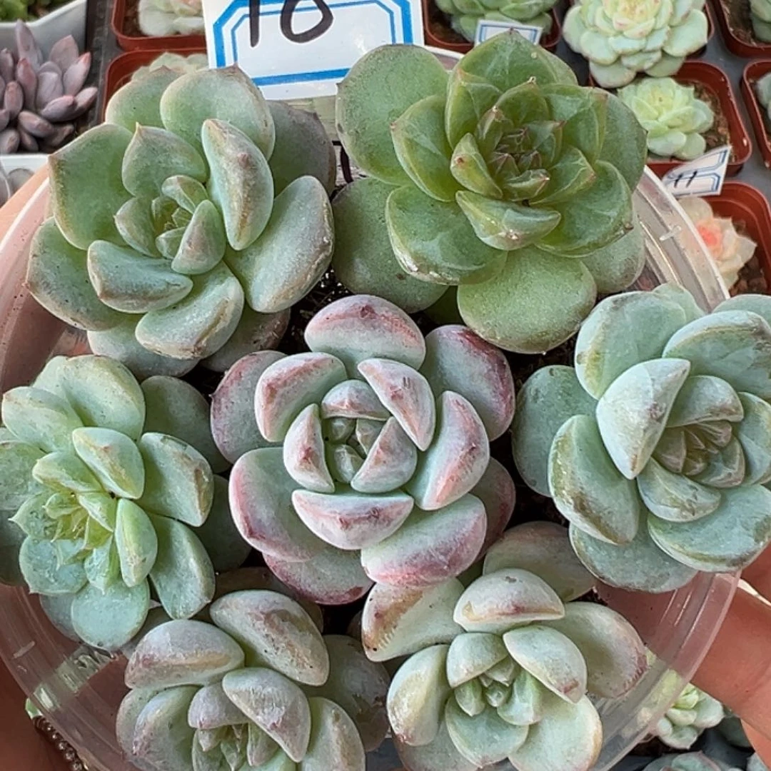 18 满19.9非偏远地区