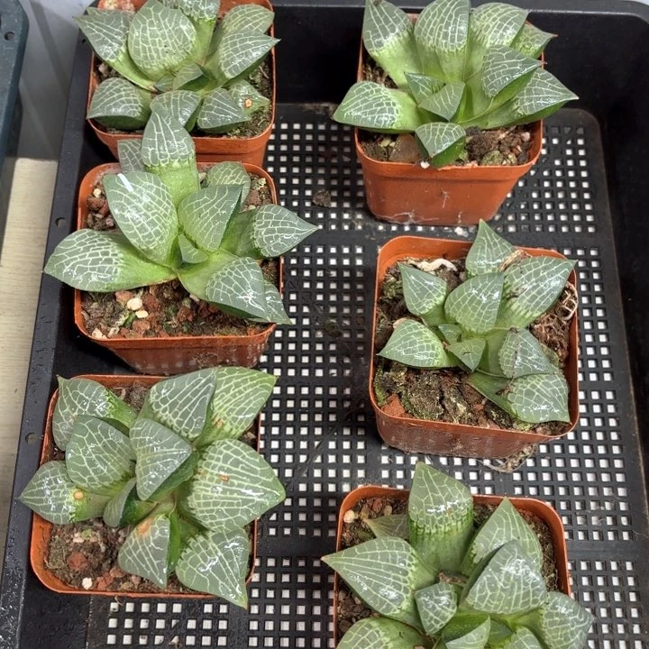 母本粉玻璃 带盘发货