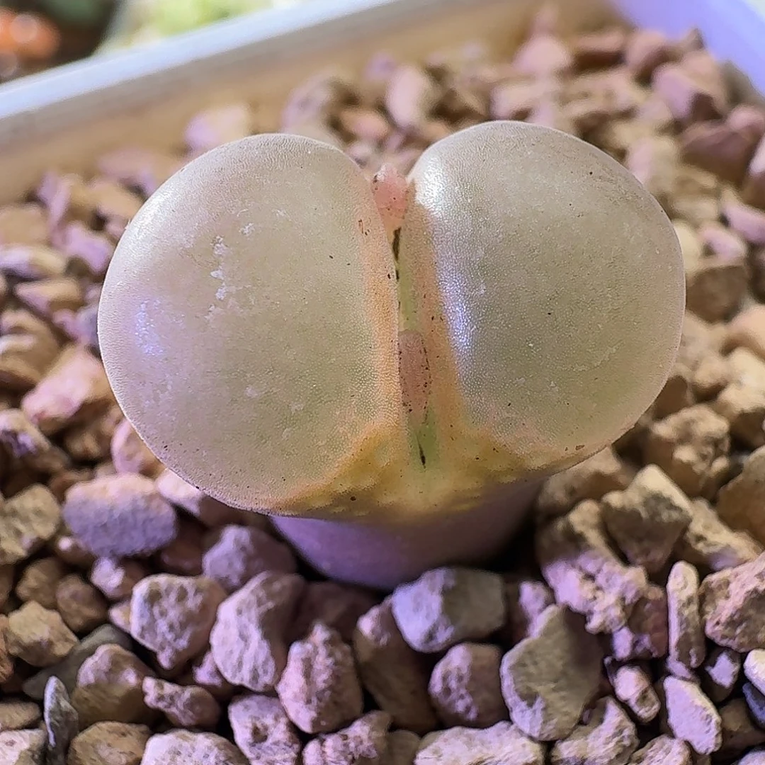 蘑菇鼓翻窗红体粉窗 2820