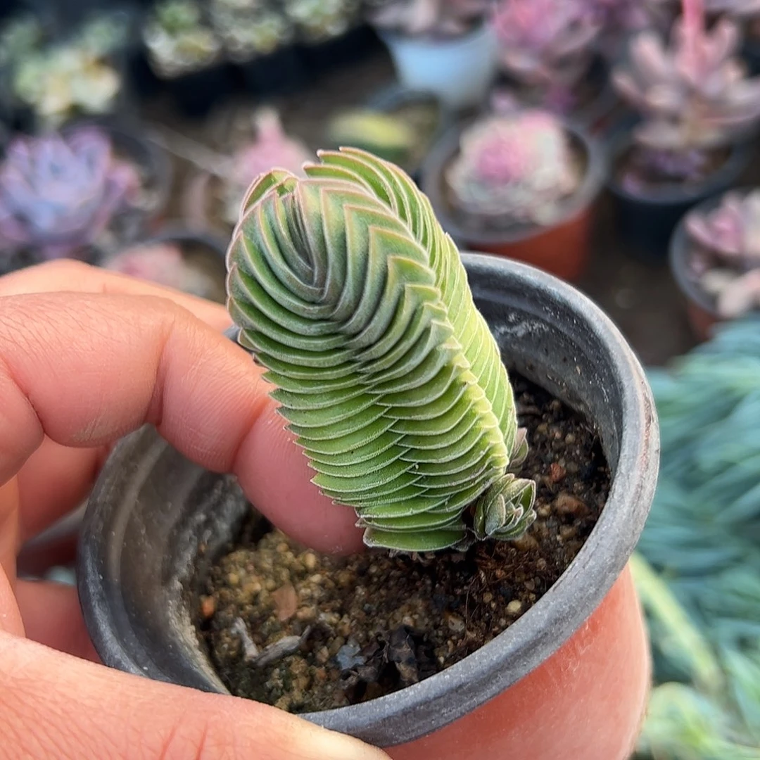 多肉植物多肉植物