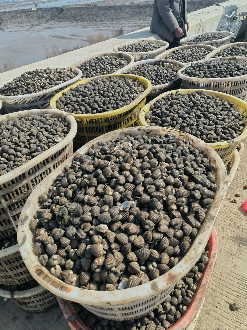 当天现捞正宗三门血蛤非毛蛤 新鲜银蚶血蚶贝类海鲜 鲜活三门血蛤