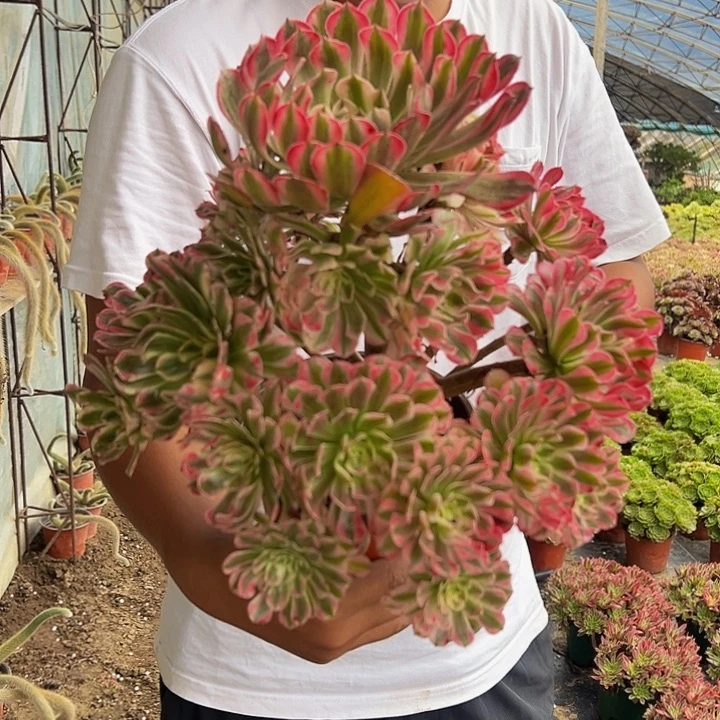38.8红彤白大颗包邮