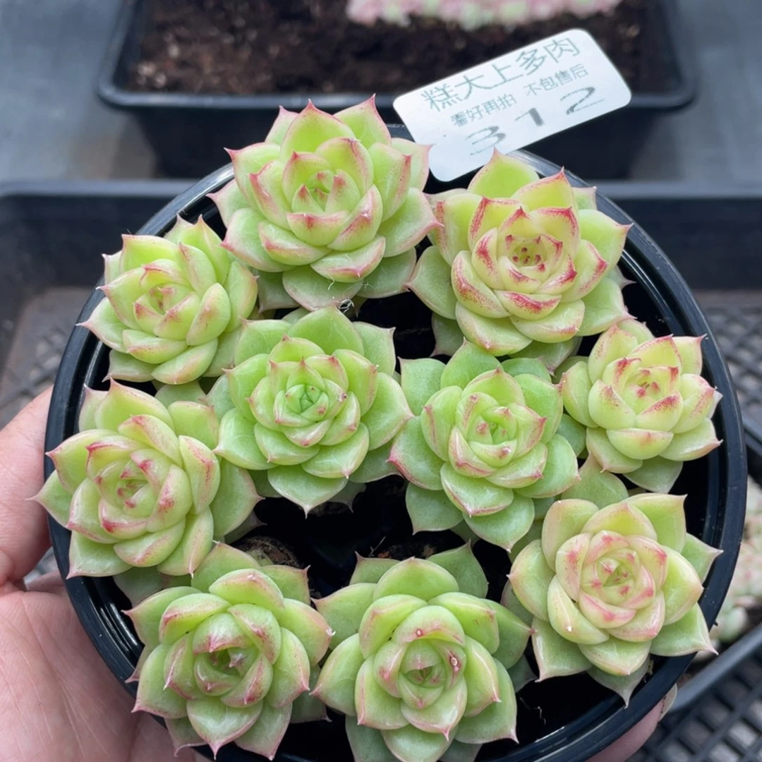 糕大上多肉植物312