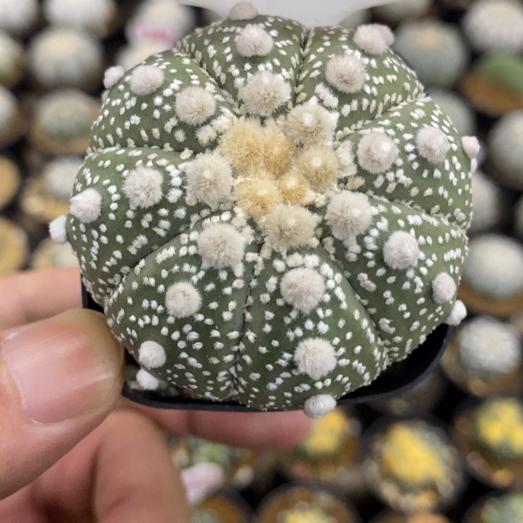 513花园基因兜福利多多