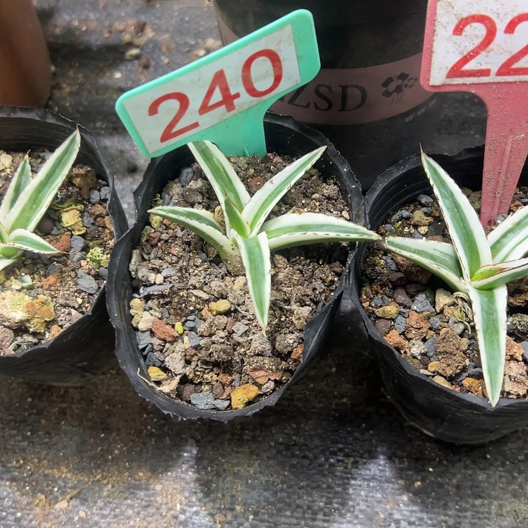 冰山龙舌兰非组培240