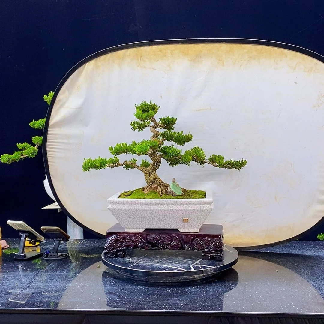 无花朵黄杨盆景造型