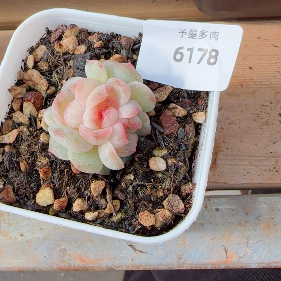 彩虹方糖朵缀，6178多肉植物