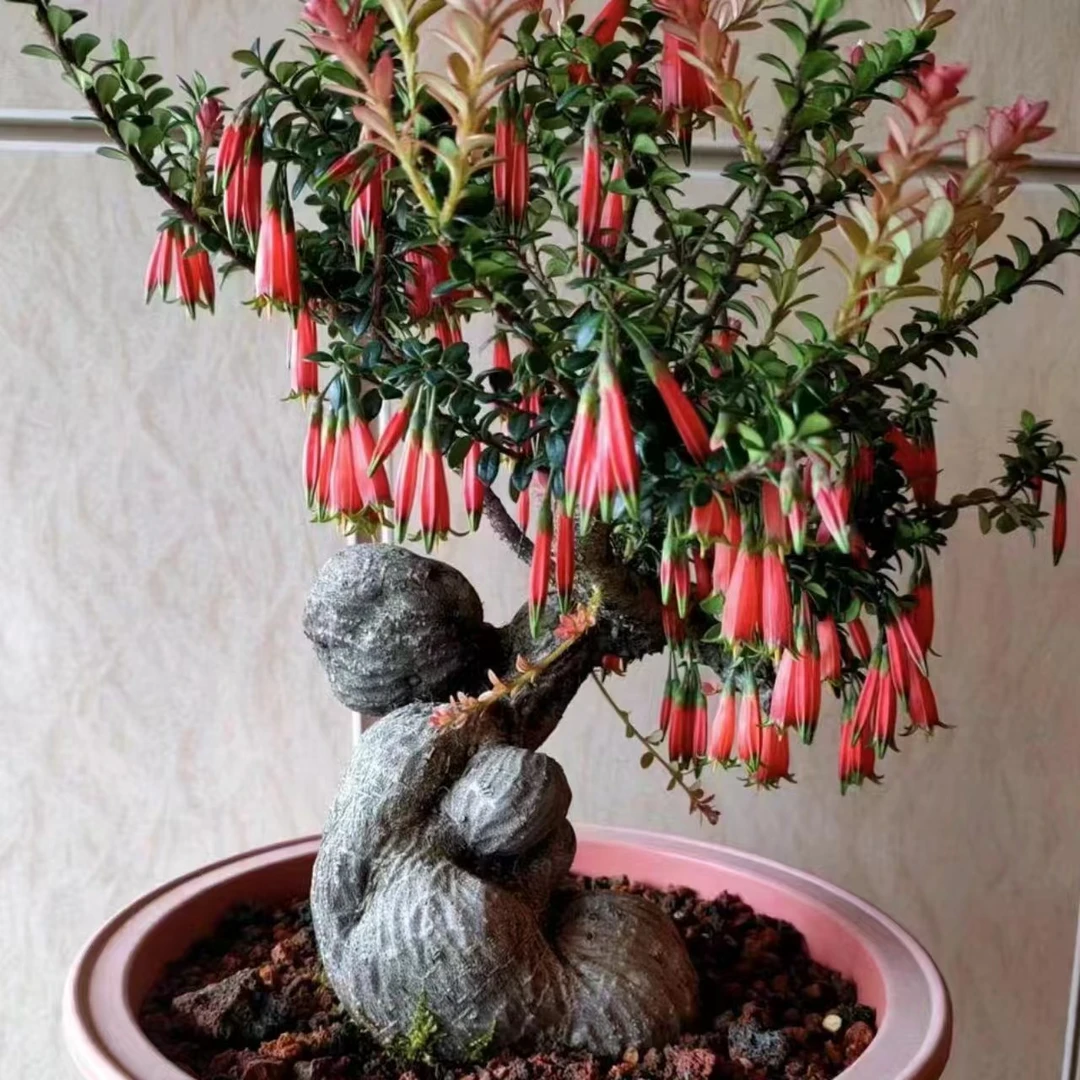 五翅莓吊金钟开花结果四季常青（一物一拍）