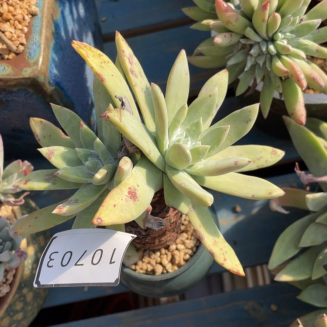 苹果拇指多头10703