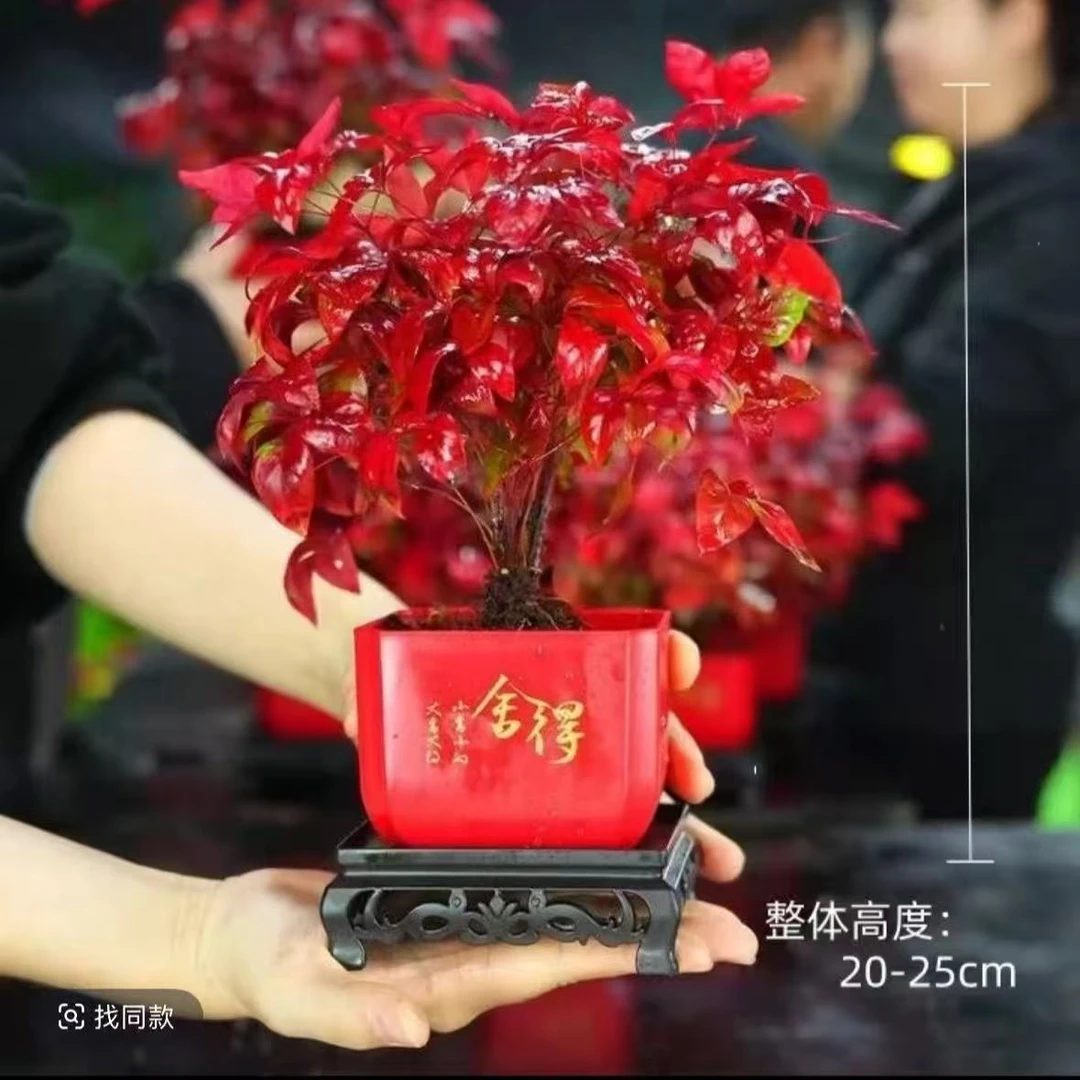 [火焰南天竹]南天竹耐寒零下20度桌面年宵花卉红叶绿植四季种植DM