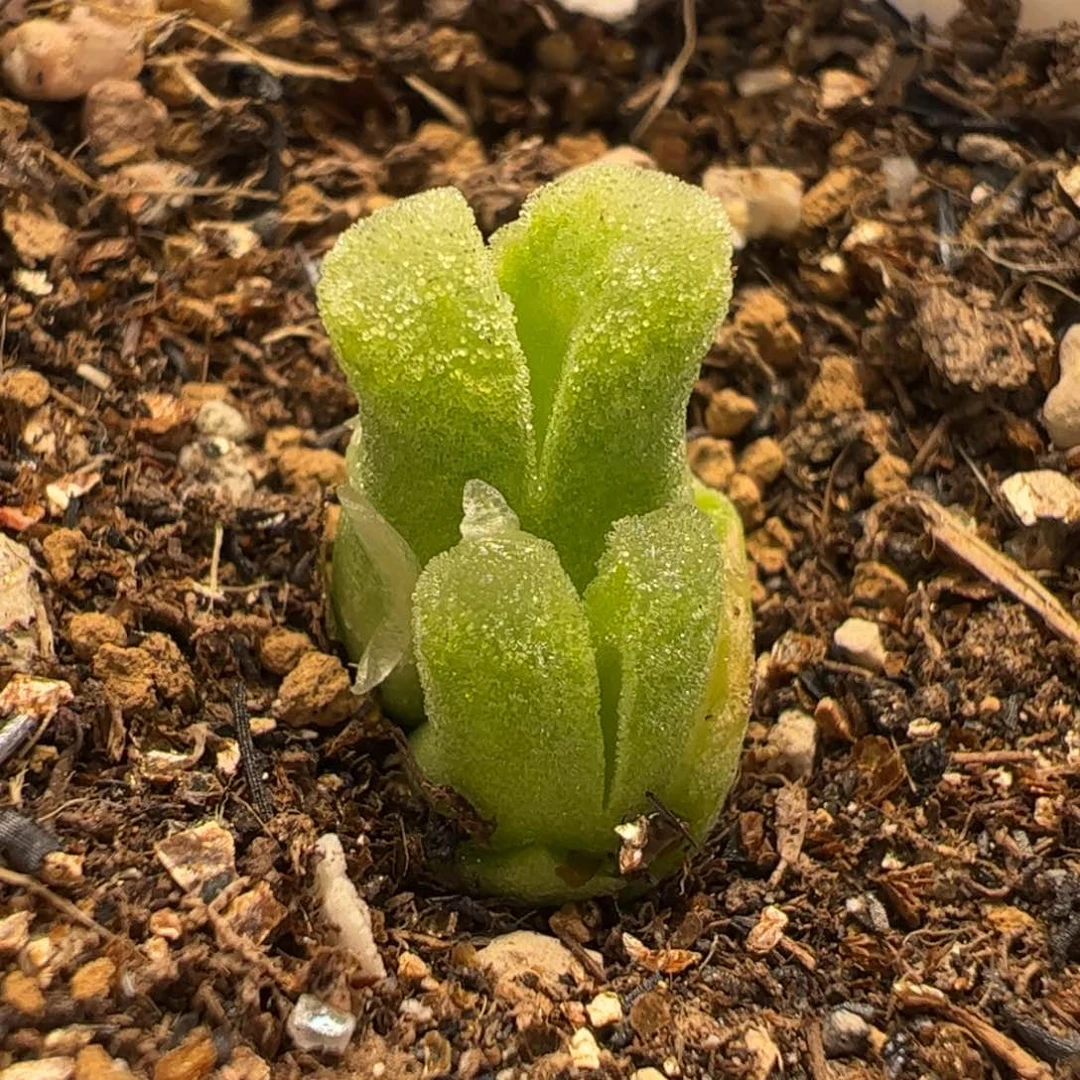 044多肉植物组合