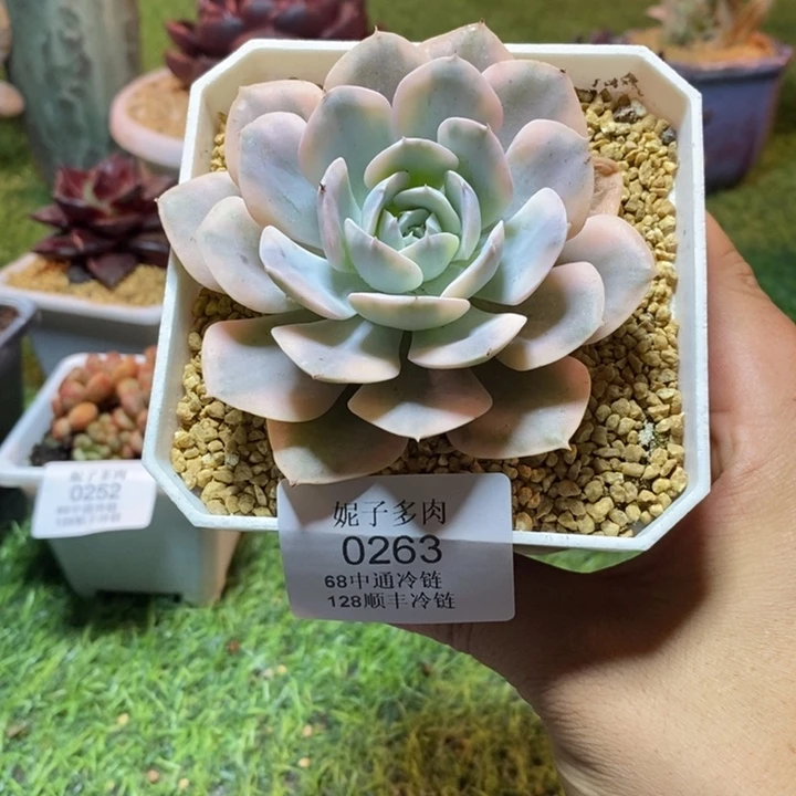 0263啊啊啊啊啊啊啊啊啊