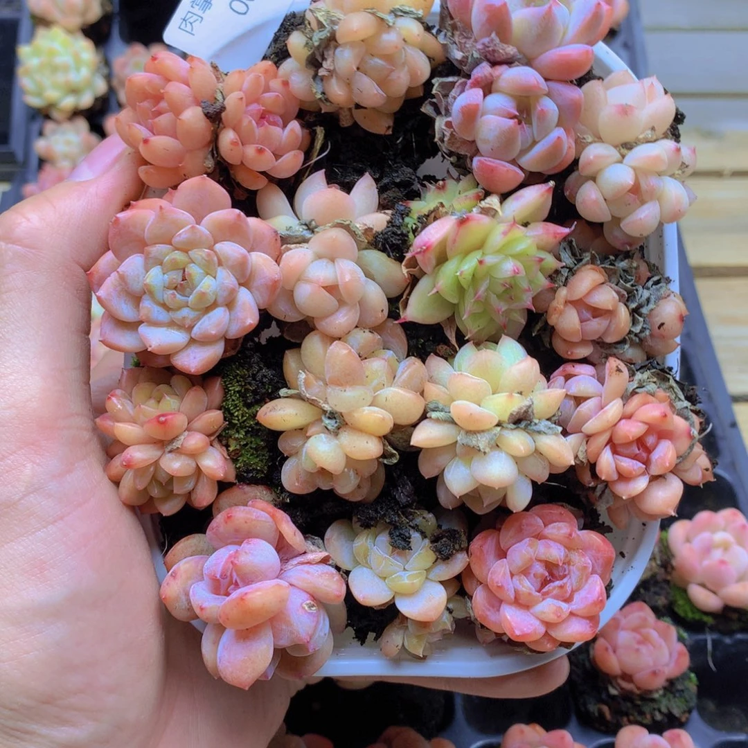 我要去看你了啊我007