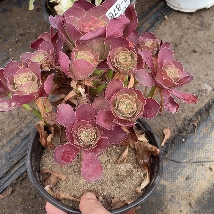 878魅金玫瑰多肉植物法师