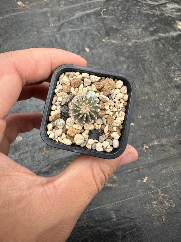 薄叶花龙实生带盆