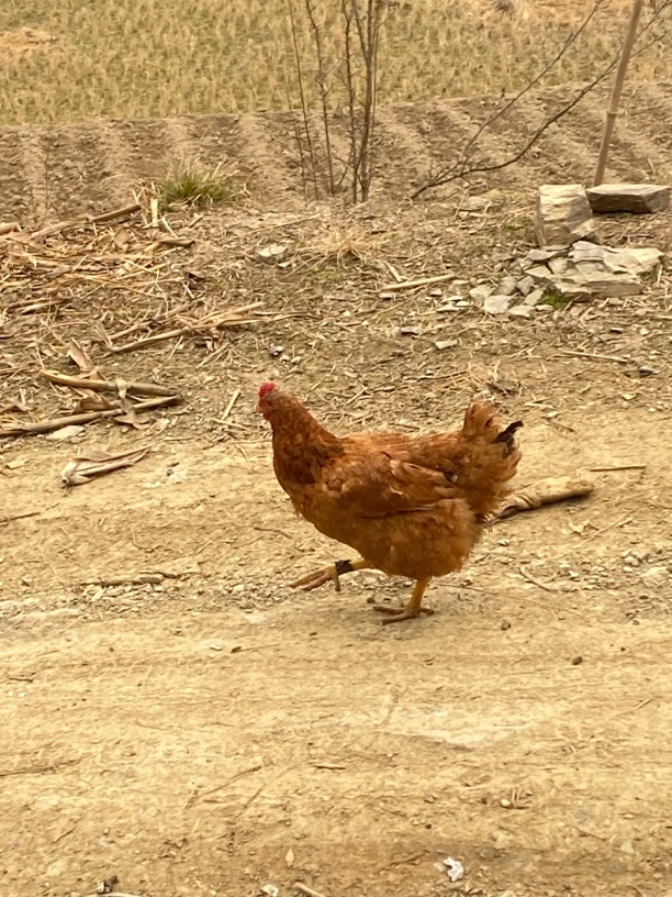 秦岭大山正宗跑地鸡农民粮食鸡毛重4.5斤左右