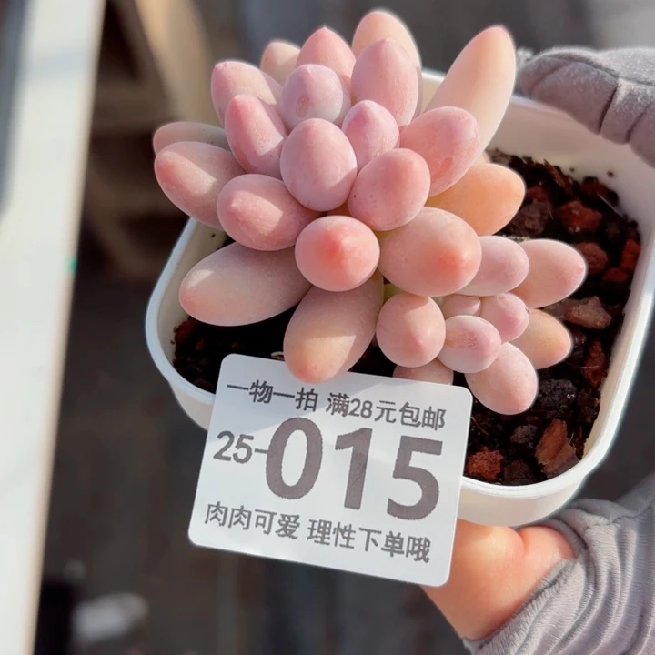 汤圆多肉无盆土发货无盆土发货