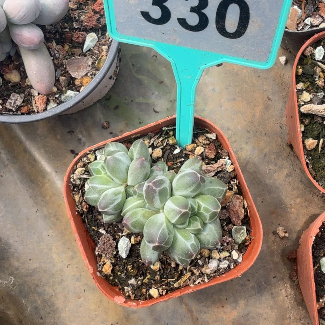 伊卡鲁斯多肉植物330
