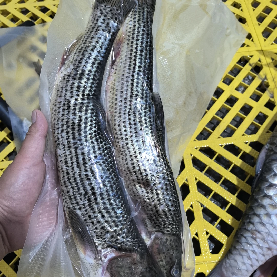 黄鱼，金沙泸鲤，肉质细嫩