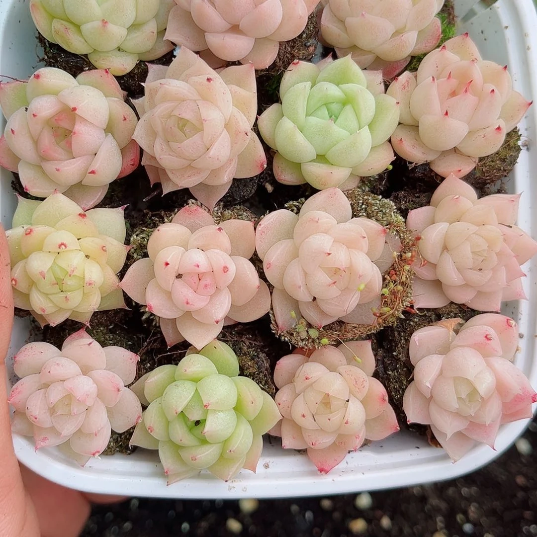 1-17新疆西藏内蒙不发初7初8发货