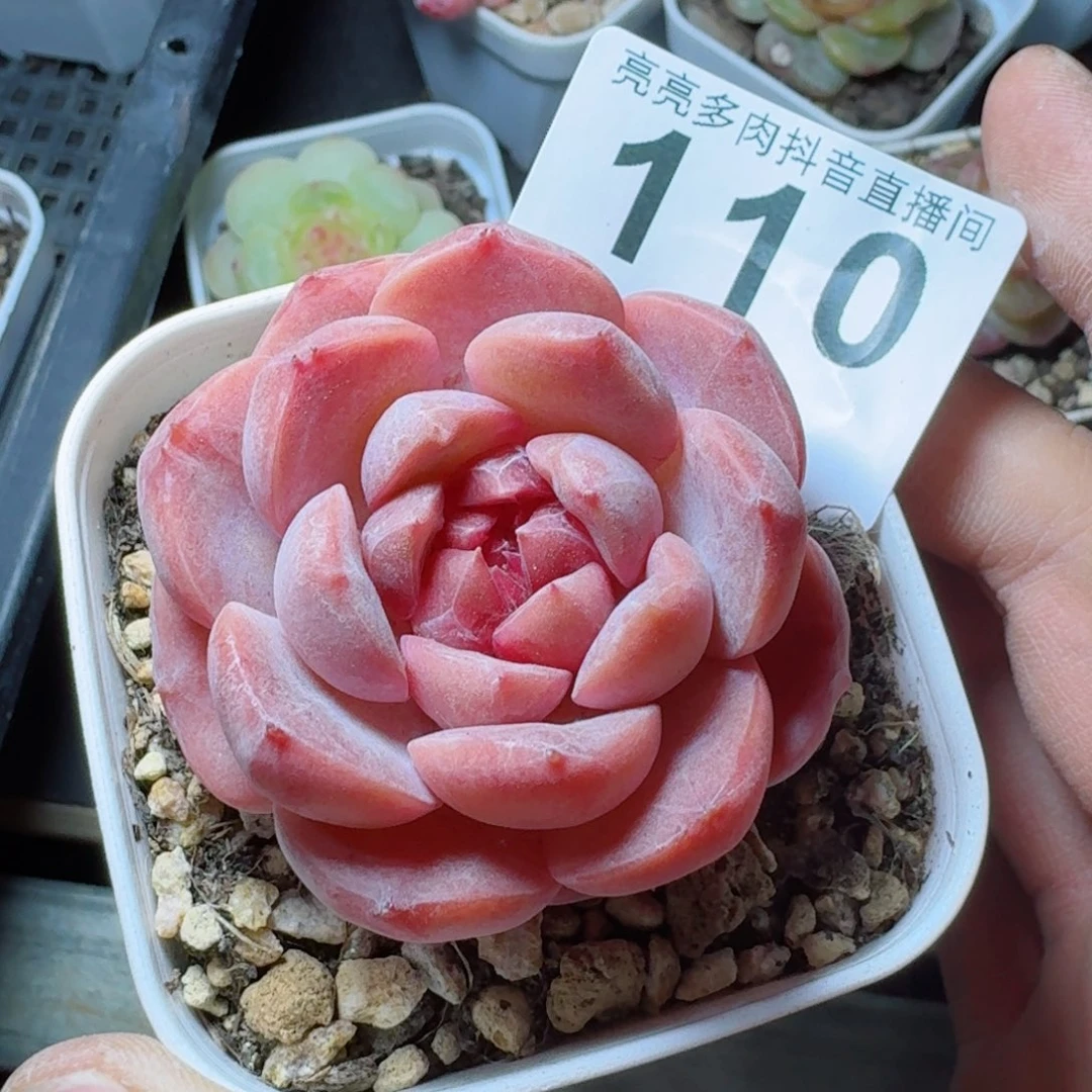 草莓啵啵         精品多肉