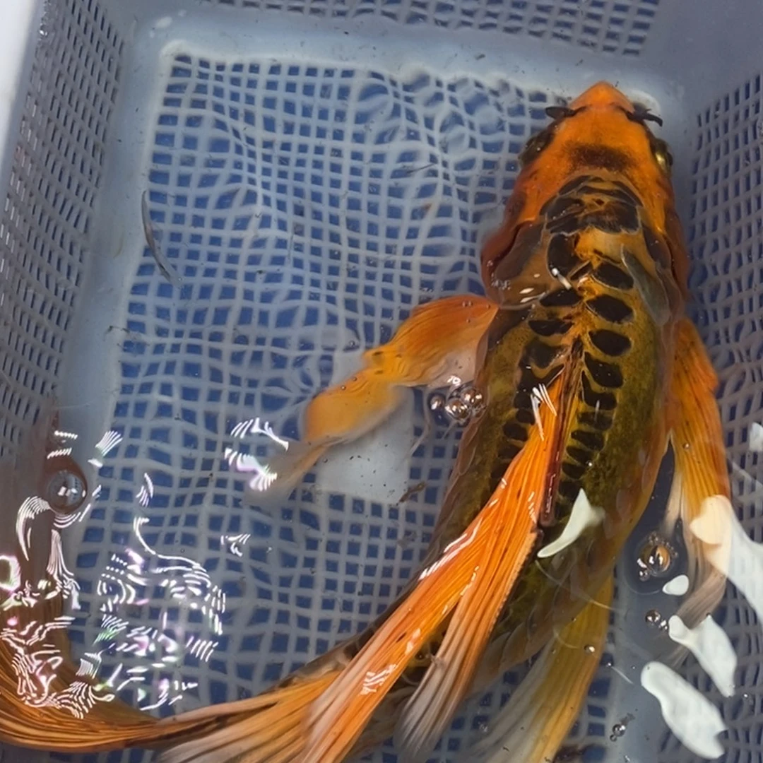 锦鲤冷水锦鲤包邮