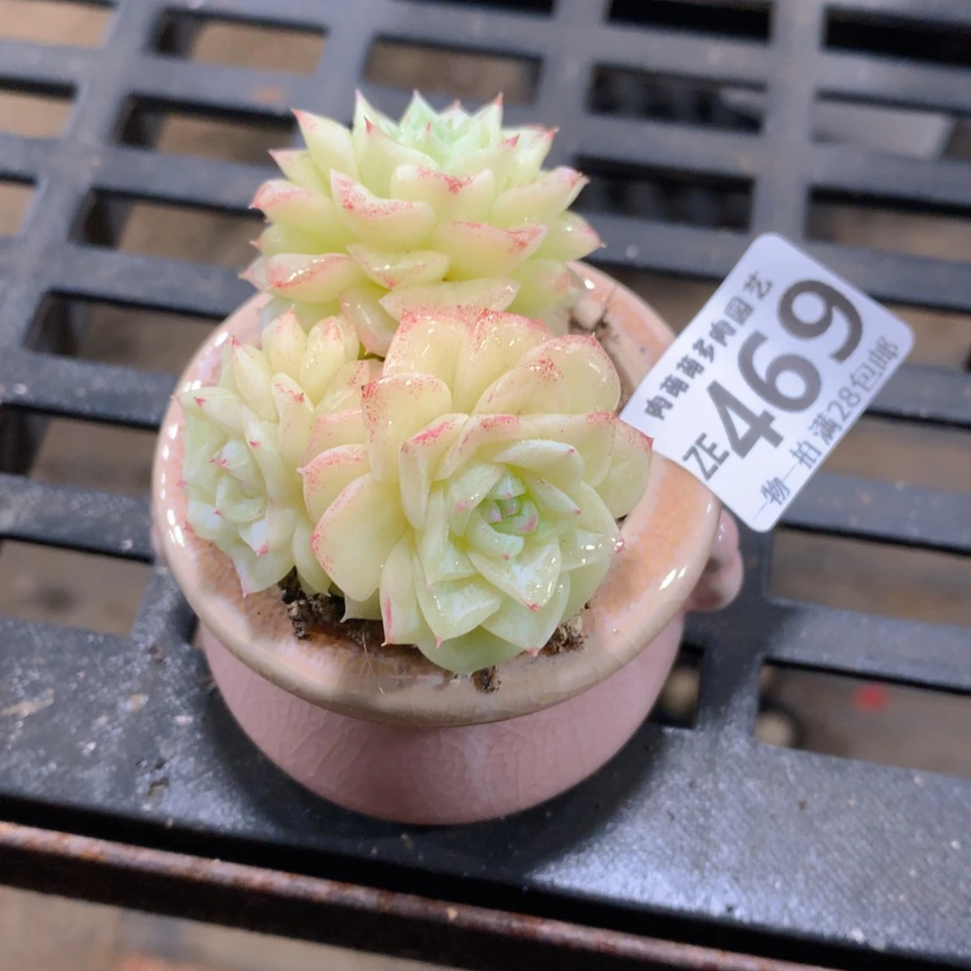 肉萌萌拇指盆精控多肉ZE469