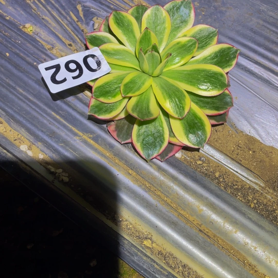 062如意多肉植物的