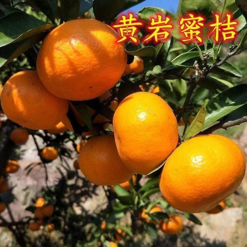 黄岩无核蜜桔苗 正宗嫁接桔子树苗南北方种植 皮薄甜橘子地栽盆栽
