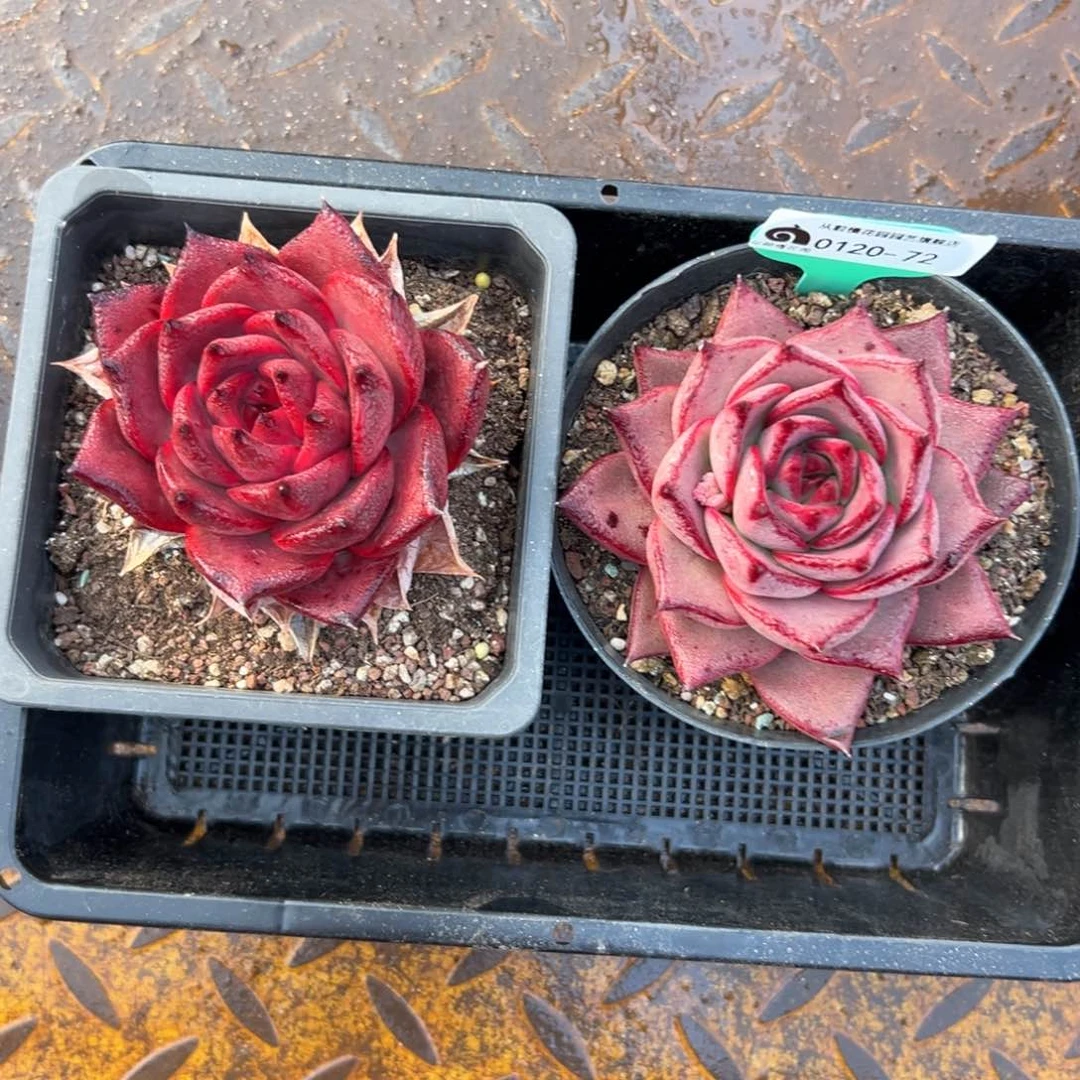 多肉一物一拍编号0120-72