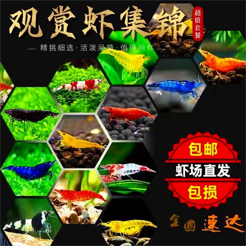 包邮包活0-30度精品除藻鱼繁殖工具清理鱼缸冷水热带鱼淡水宠物鱼