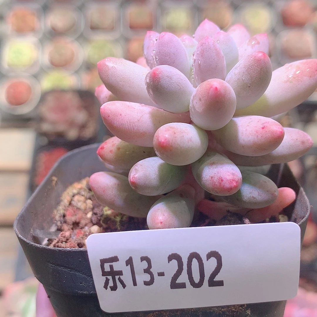 乐然13-202 婴儿手指