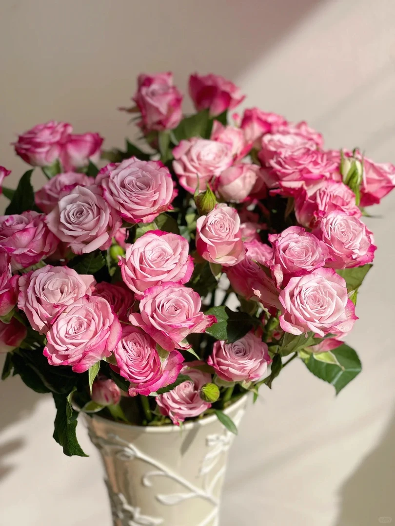 【花花公子】粉色多头玫瑰 5℃以下地区必拍保温棉 不拍冻坏不售后
