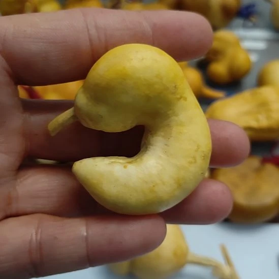 三***泰回来哈哈哈哈哈哈火龙果