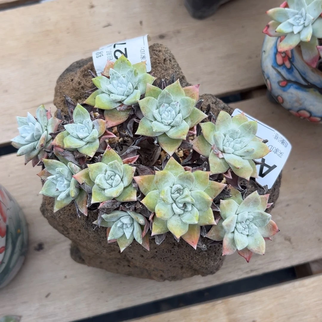 q***n谢谢姐姐～一物一拍～740