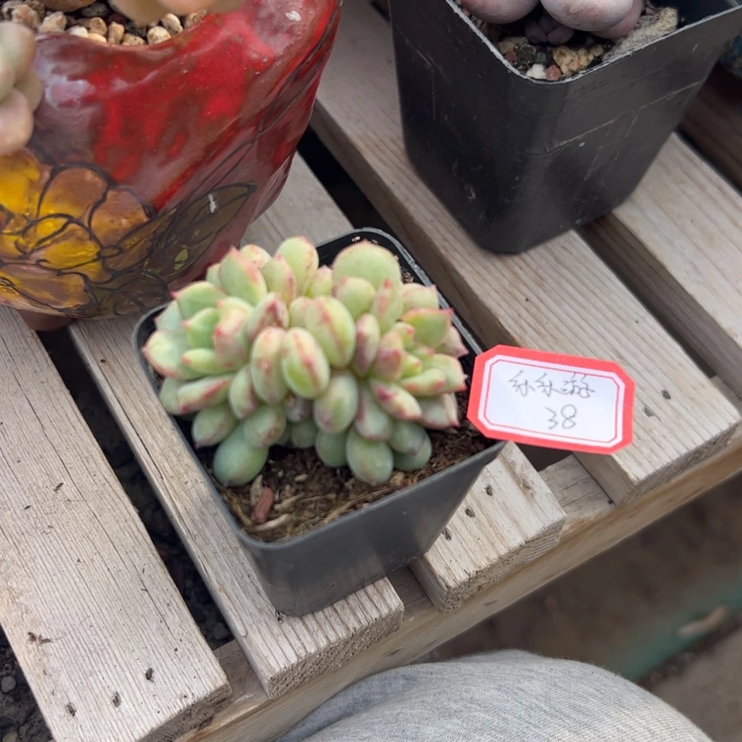 多肉植物多肉植物
