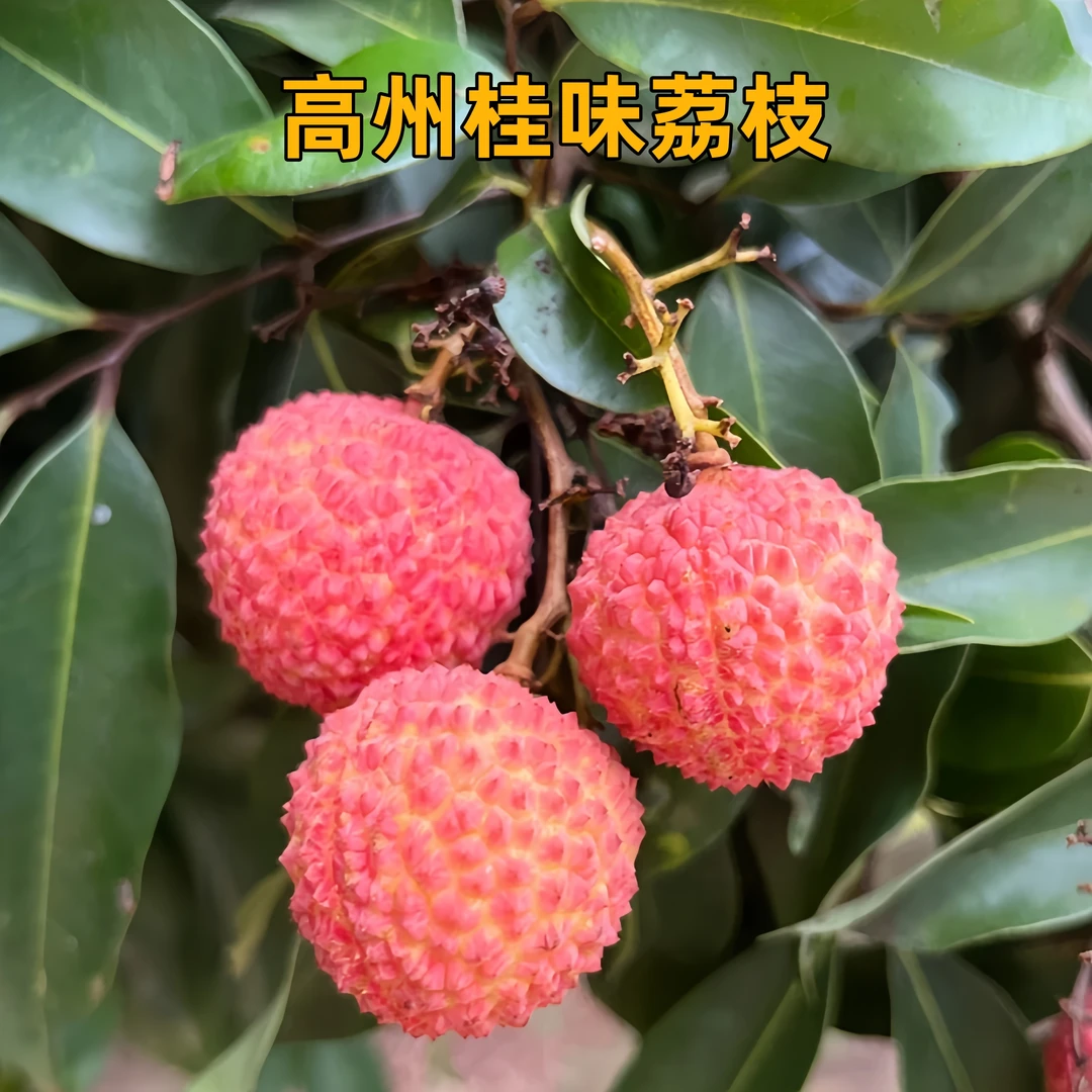 高州桂味白糖罂白蜡黑叶荔枝5斤荔枝妃子笑荔枝新鲜水果高州荔枝