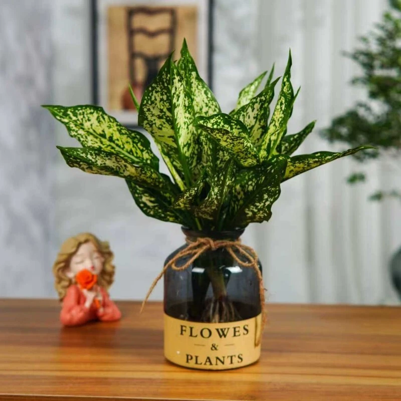 【花叶翡翠】水培翡翠皇后盆栽办公室桌面室内净化空气四季常青绿植