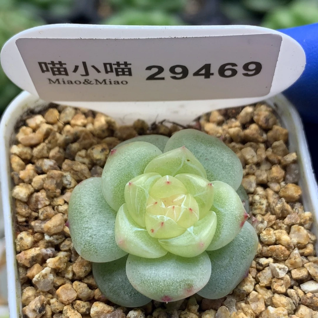 多肉植物杂交珍妮