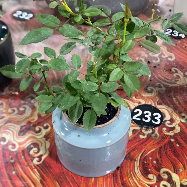葛***哥无花朵退款拉黑拉黑28