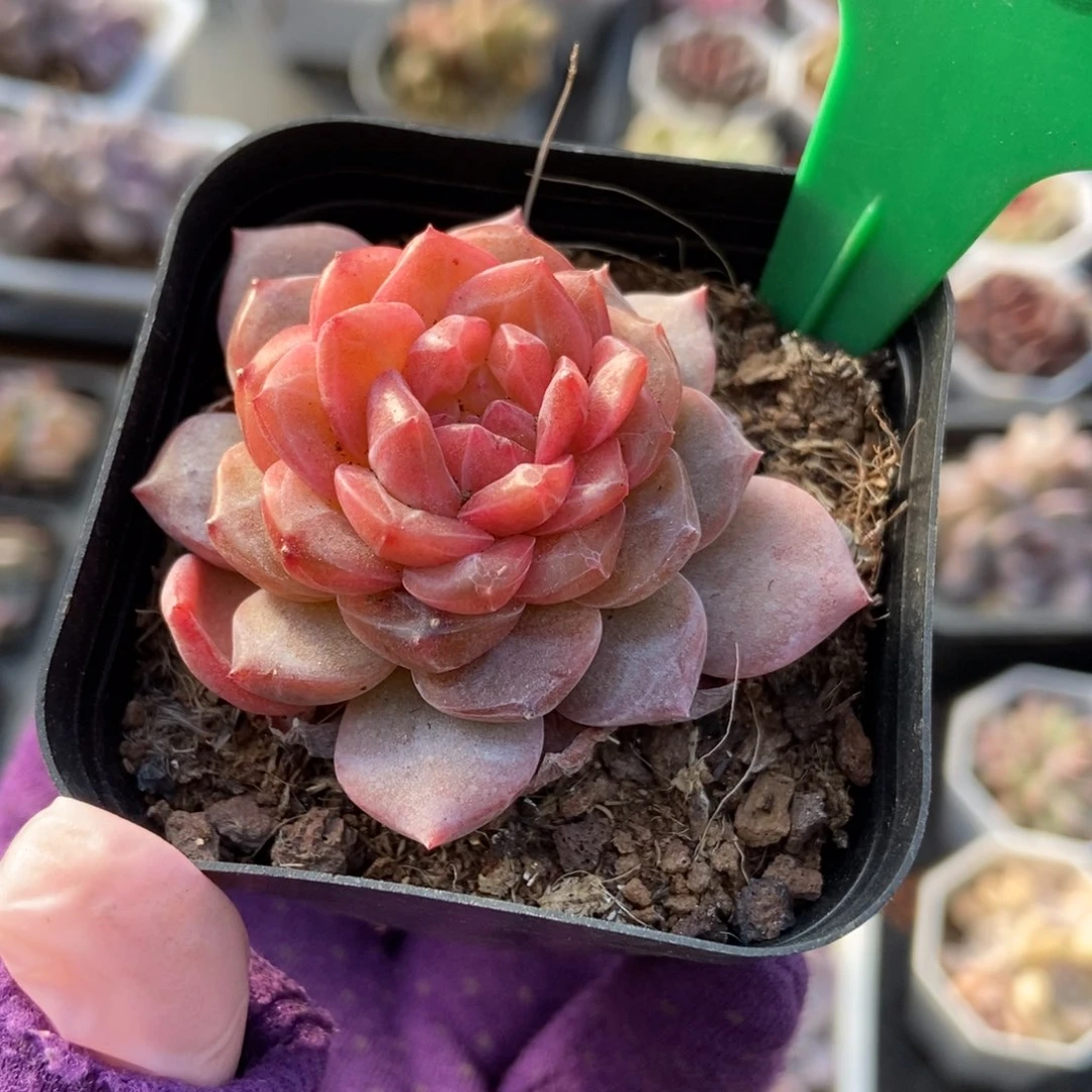 2052冰魄多肉植物保护