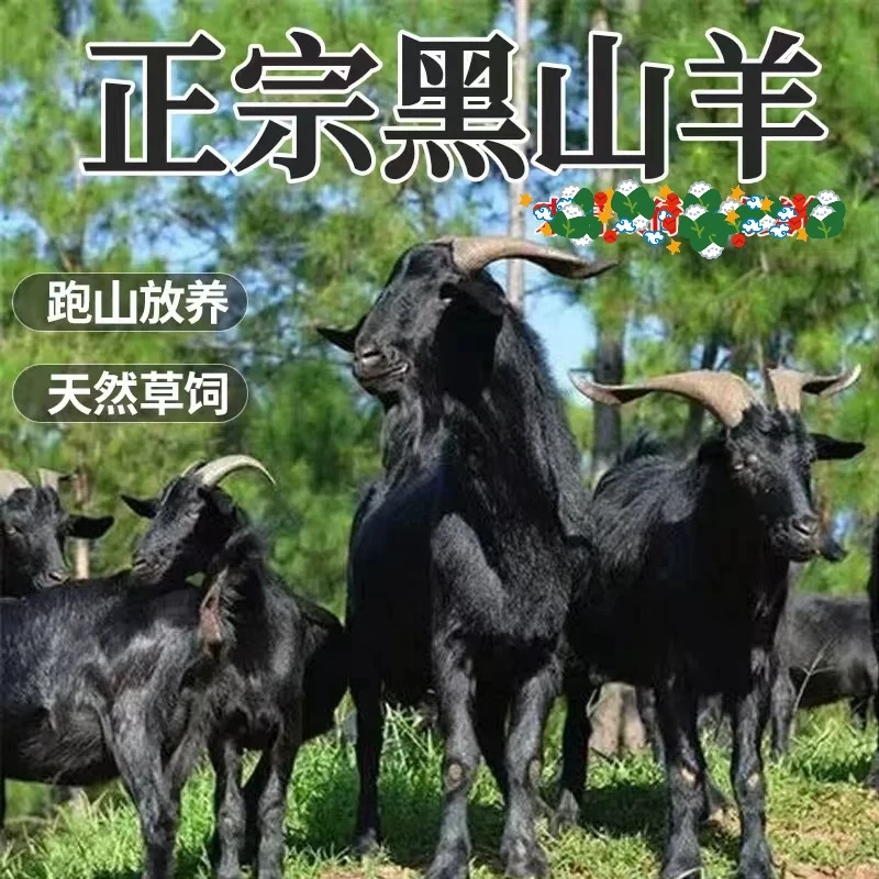 晓新 正宗黑山羊肉土羊湖北黄冈特产年货