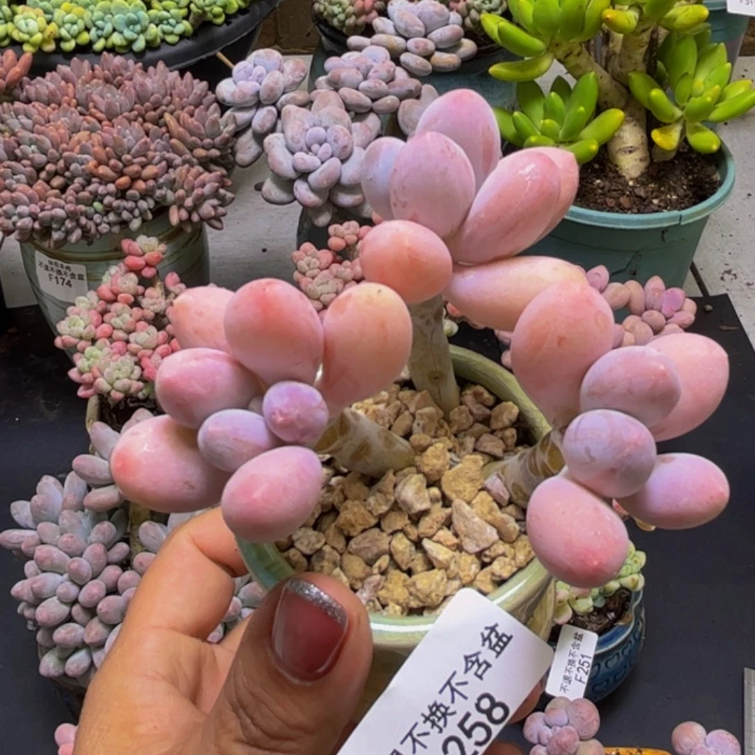 黄金手指奶酪258/7cm