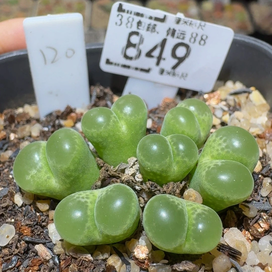 Ssss精品生石花849