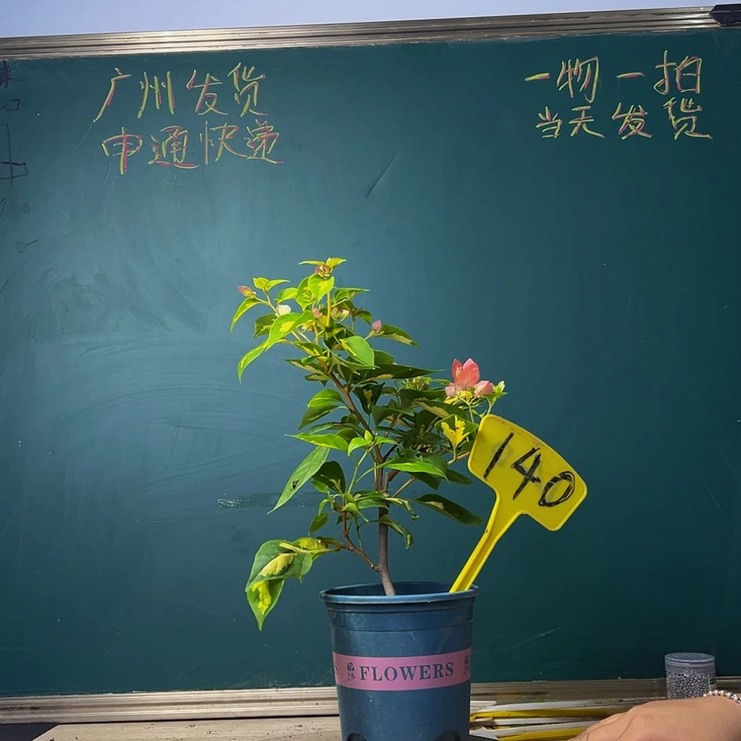 当前无花栽培后可以开花下播 金心橙白 140