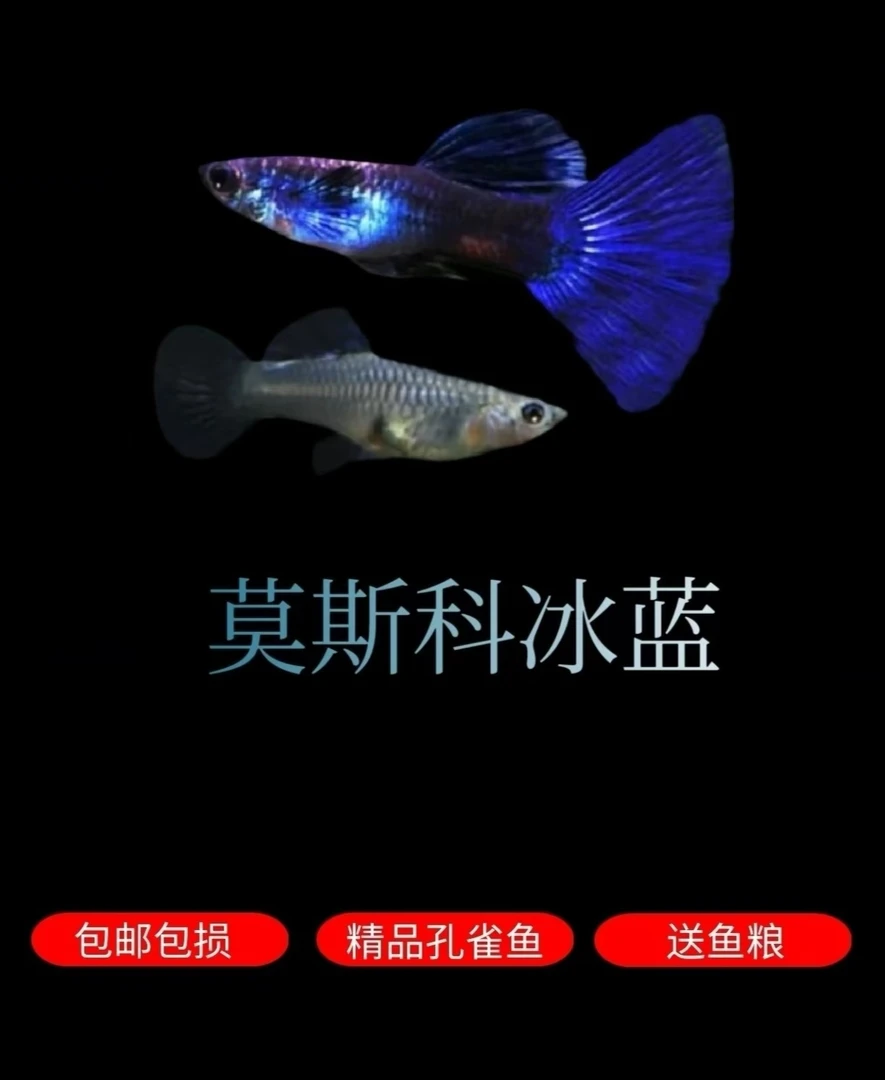 莫斯科冰蓝四条    小型热带淡水观赏鱼   胎生活体可繁殖
