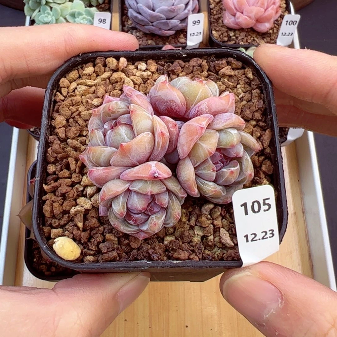 好好看105、哈哈哈哈